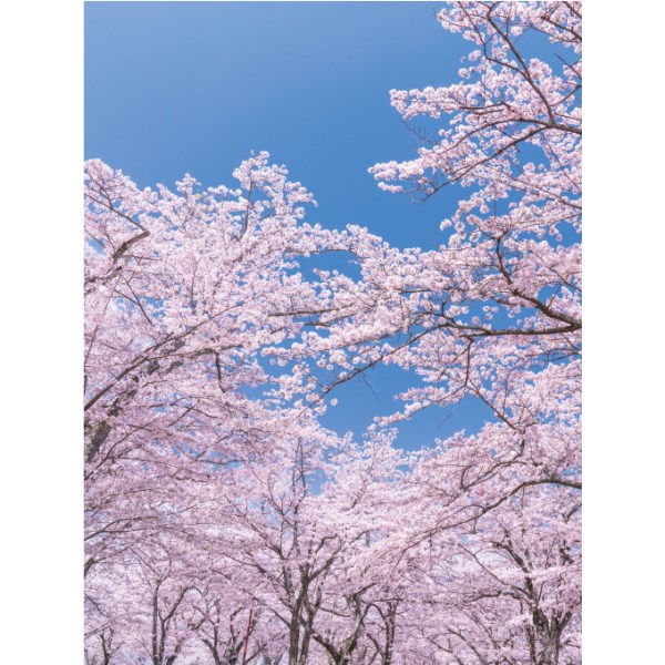 バックスクリーンシート 桜