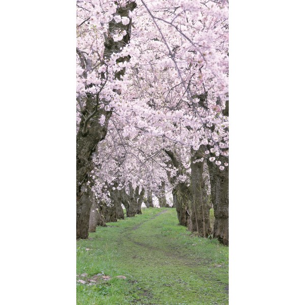 タペストリー 桜新緑