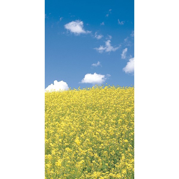 タペストリー NEW菜の花