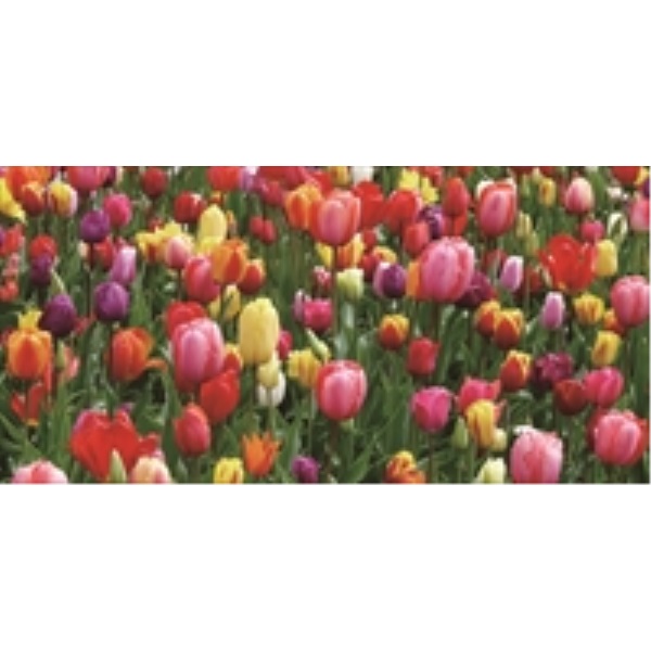 �f�B�X�v���C�V�[�g�@�`���[���b�v��