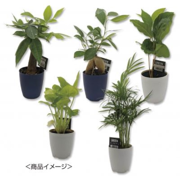ミニ観葉セレクションおまかせアソート1個