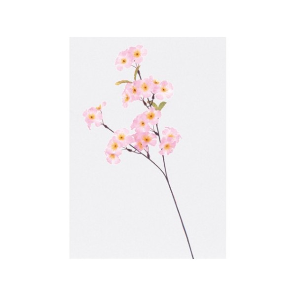 �X�v���C�@�V���N��