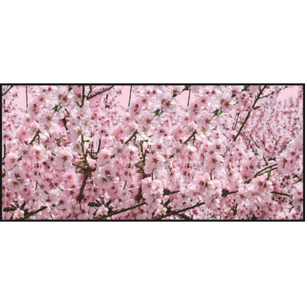 �f�B�X�v���C�V�[�g�@�����J�@�y����i�z