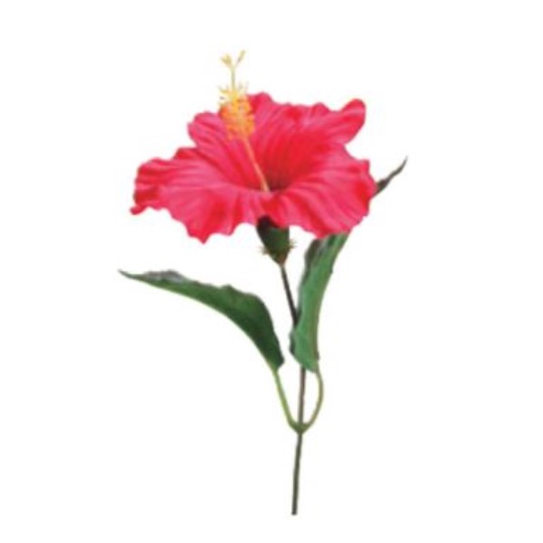 �n�C�r�X�J�X�s�b�N