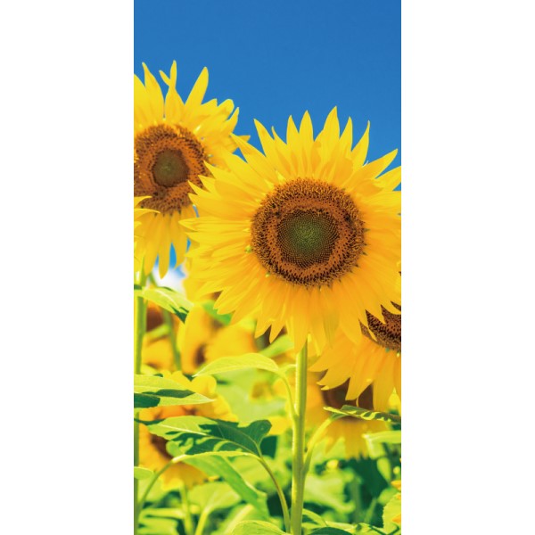 �^�y�X�g���[�i�h���j���V�Ђ܂��