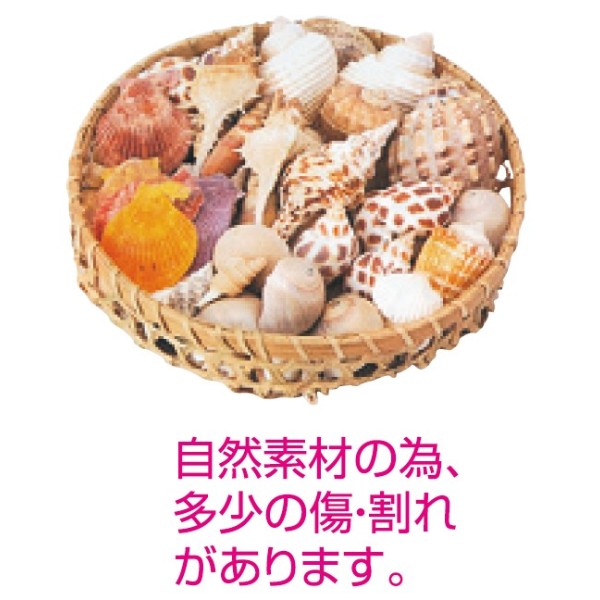 �C���e���A�V�F���@�T�O�O��