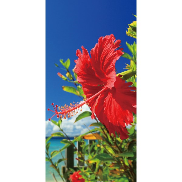 �^�y�X�g���[�i�h���j�n�C�r�X�J�X