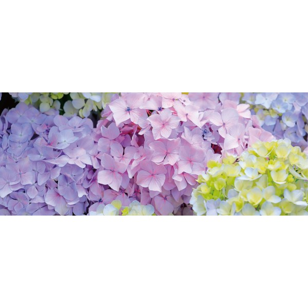 �f�B�X�v���C�V�[�g�@�n�C�h�����W�A