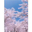 �o�b�N�X�N���[���V�[�g�@��