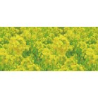 �f�B�X�v���C�V�[�g�@�؂̉Ԑ�