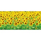 �f�B�X�v���C�V�[�g�@�Ђ܂�蔨