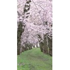 �^�y�X�g���[�@���V��