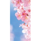 �^�y�X�g���[�i�h���j���Ԃт�