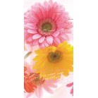 �^�y�X�g���[�i�h���j�K�[�x�������f�B