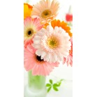 �^�y�X�g���[�i�h���j�K�[�x��