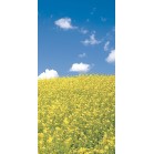 �^�y�X�g���[�@�m�d�v�؂̉�