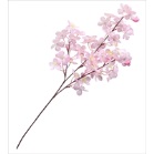 �����u�����`�@�R�{��