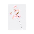 �X�v���C�@�V���N��