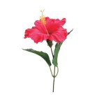 �n�C�r�X�J�X�s�b�N