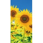 �^�y�X�g���[�i�h���j���V�Ђ܂��