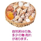 �C���e���A�V�F���@�T�O�O��