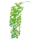 ���C�v�����[�t�o�C��