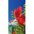 �^�y�X�g���[�i�h���j�n�C�r�X�J�X