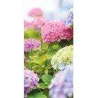 �^�y�X�g���[�i�h���j�n�C�h�����W�A