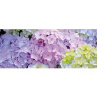 �f�B�X�v���C�V�[�g�@�n�C�h�����W�A