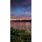 �^�y�X�g���[�i�h���j�ق���